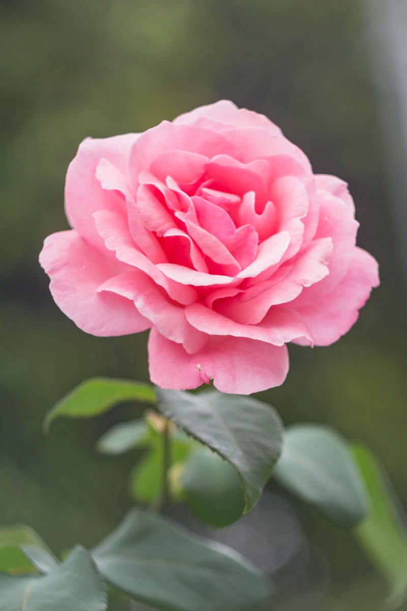 Bouquet Romantique